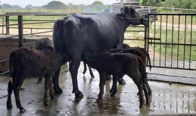 Mejoras productivas en 2008