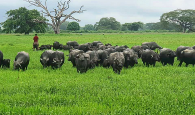 Consolidación comercial en 2020